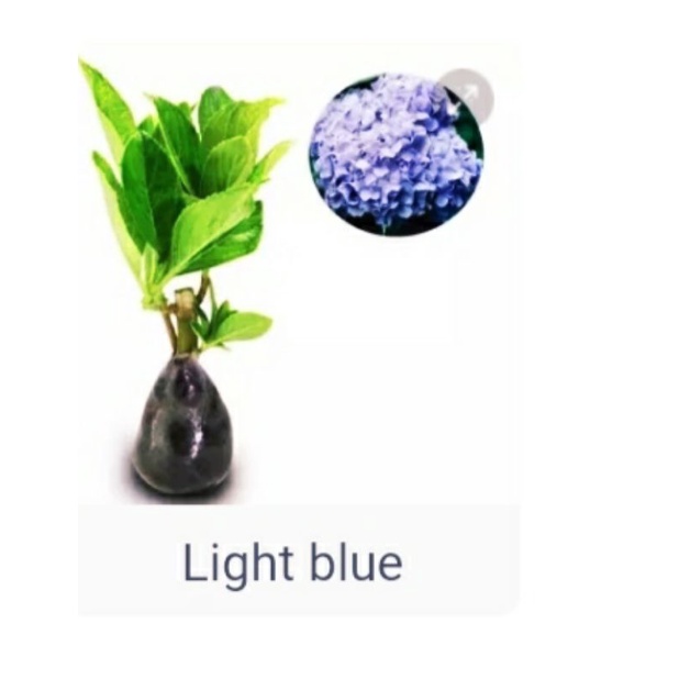 BIBIT TANAMAN HIAS PANCAWARNA - HORTENSIA WARNA RANDOM