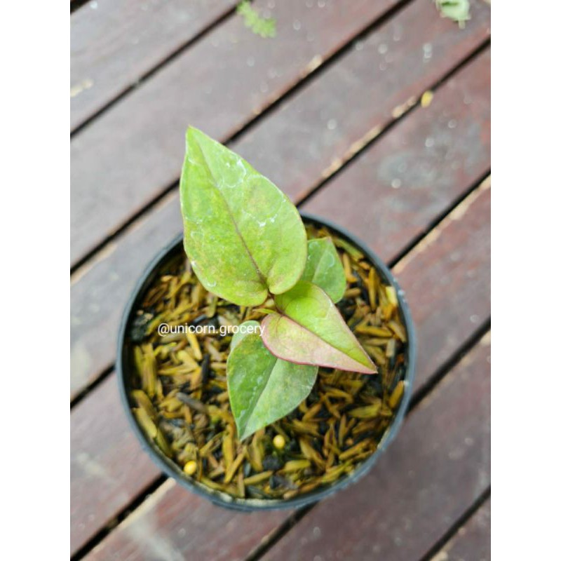 

Bibit hookeri variegata pink daun 3-4