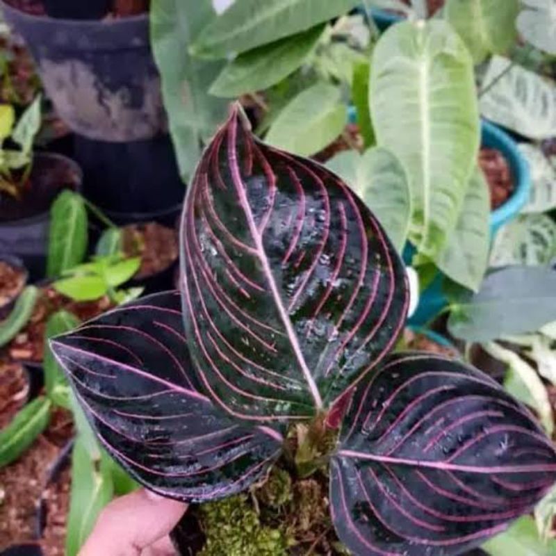 tanaman hias aglonema rotundum aceh - aglonema rotundum aceh