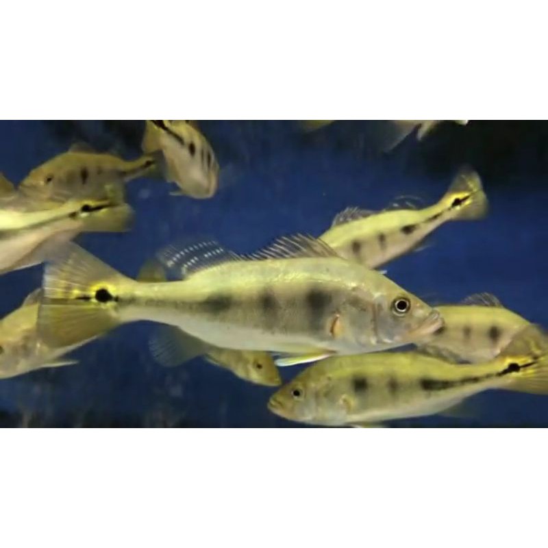 Ikan Pbass Peacock Bass Mono/Monoculus