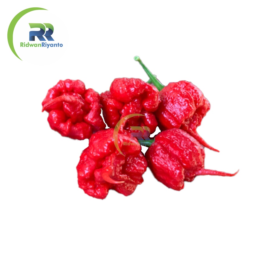 BUAH Cabai CAROLINA REAPER RED Cabe Terpedas Nomor 1 di Dunia Versi Guinness World Record