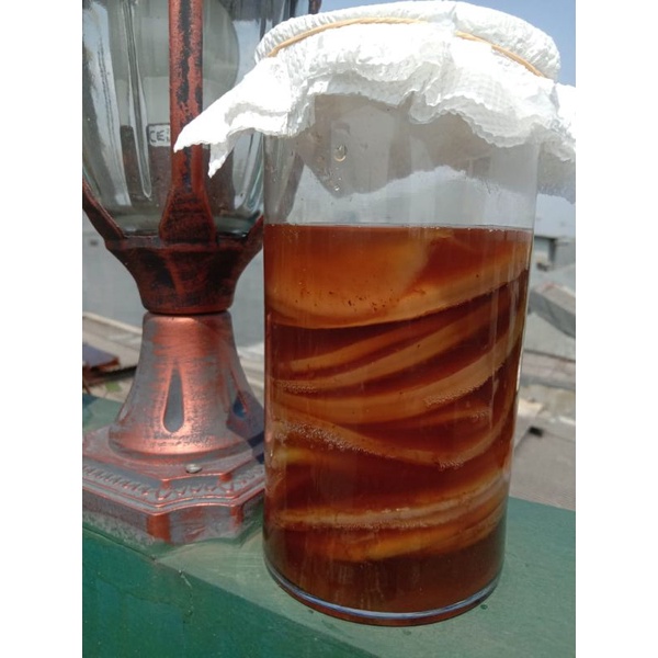 bibit SCOBY kombucha/Jamur Dipo