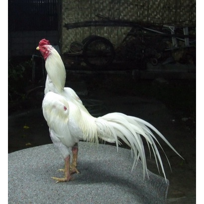 

TELUR AYAM BANGKOK NASIONAL PUTIH FERTIL ASLI UNTUK DITETASKAN