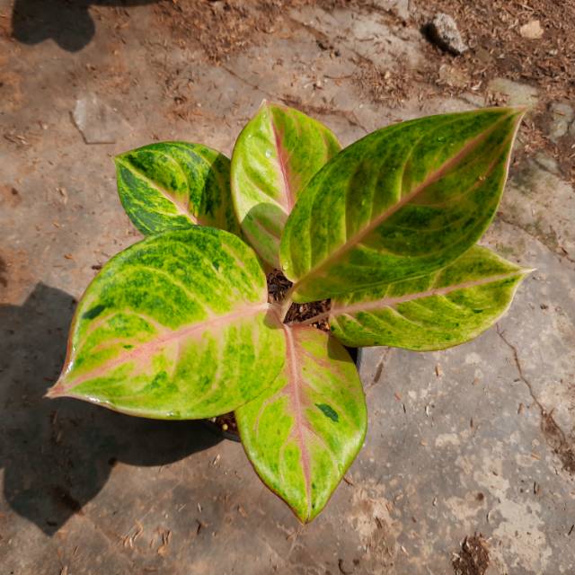 Aglonema Golden Siam
