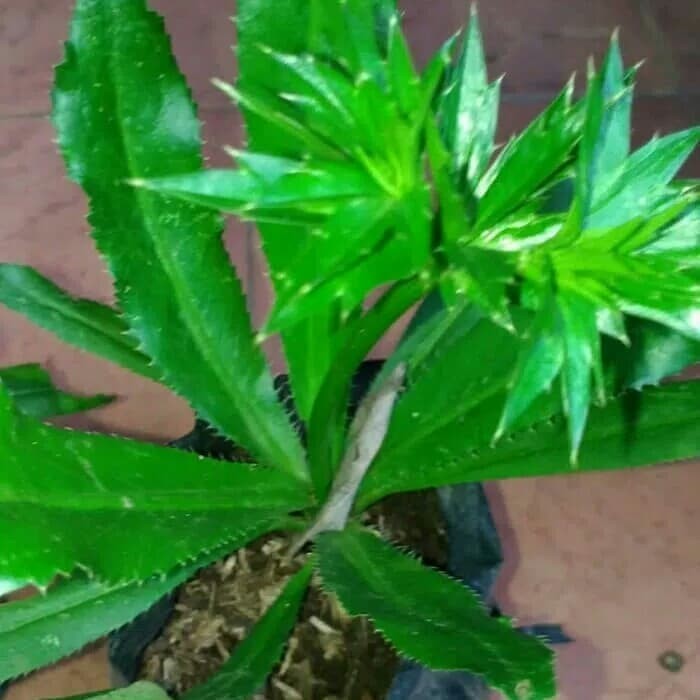 TANAMAN HERBAL WALANG SANGIT/WALANG CHINA