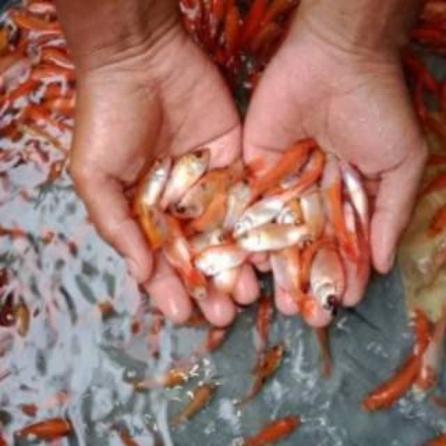 Bibit Ikan nila merah murah