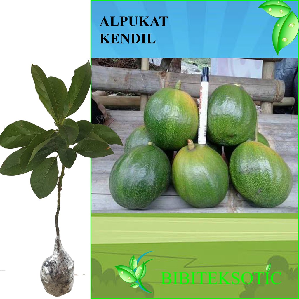 Tanaman Alpukat Kendil Tinggi 40 60 Cm Shopee Indonesia