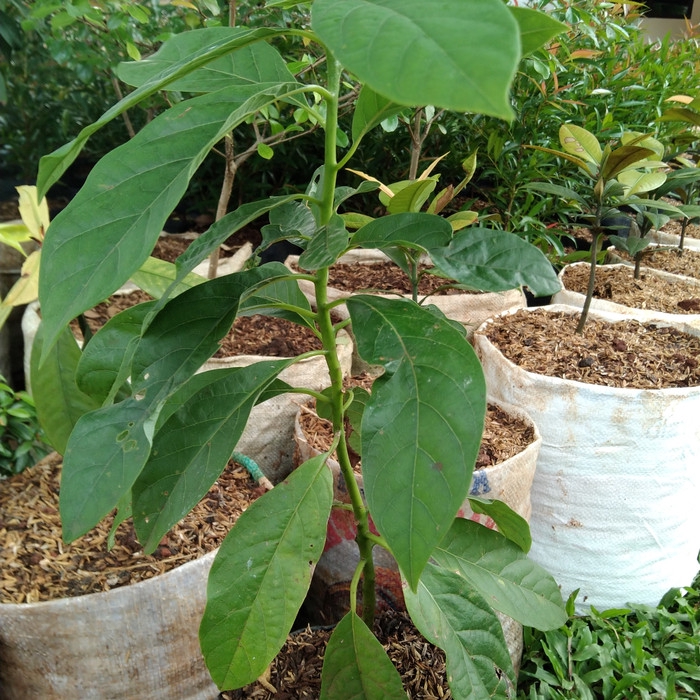 

pohon alpukat , bibit buah alpukat