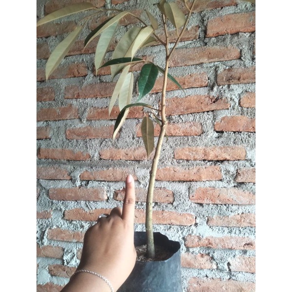 Bibit Durian Berbunga