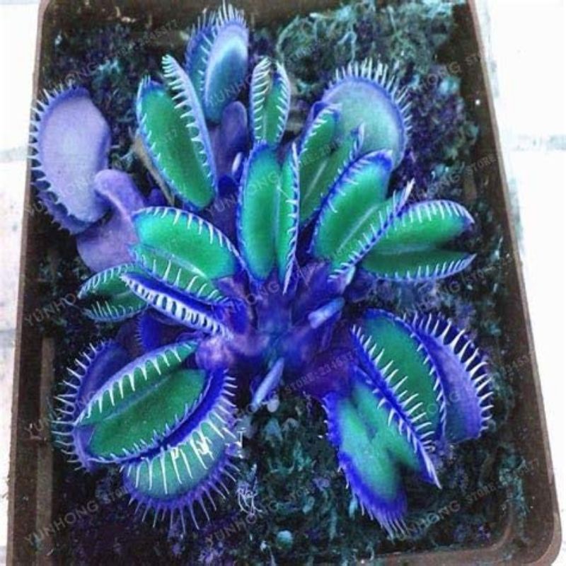 5 Biji Benih Bibit Bunga Langka Petunia Colorful Termurah Mudah Hidup Warna Menarik Mudah Hidup-Blue Flytrap