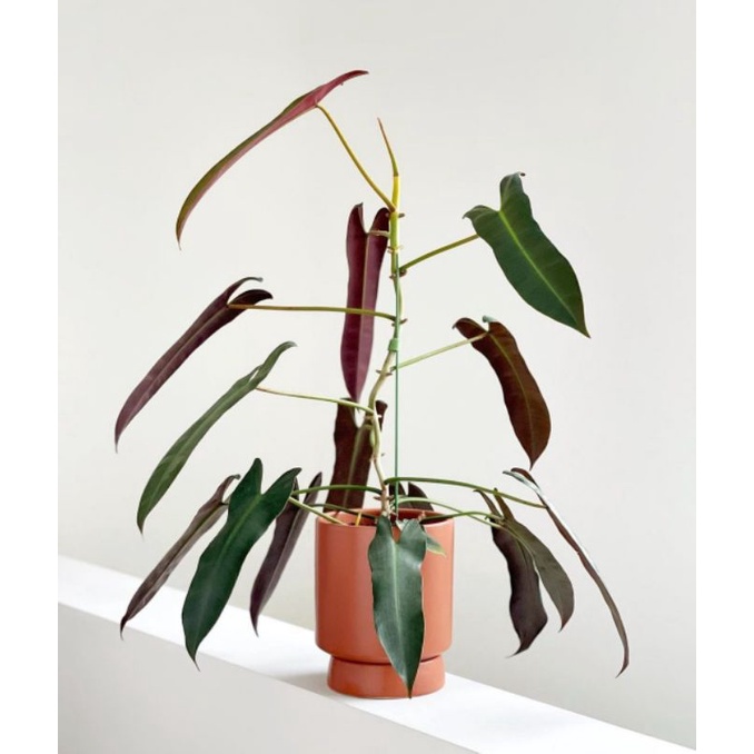 philodendron atabapoense kabel busi KW