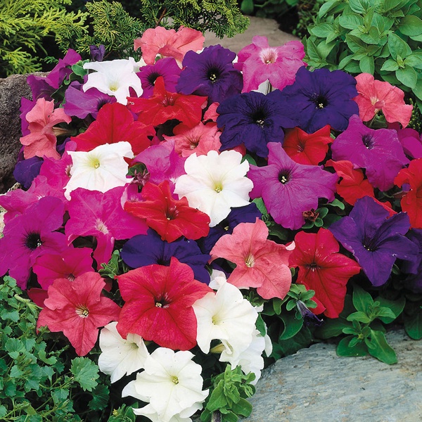 Benih Bibit Biji - Bunga Petunia Mr. F's Grandiflora Flower Seeds - IMPORT