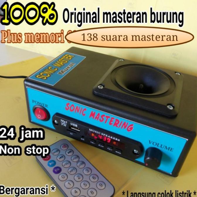 Masteran burung murai