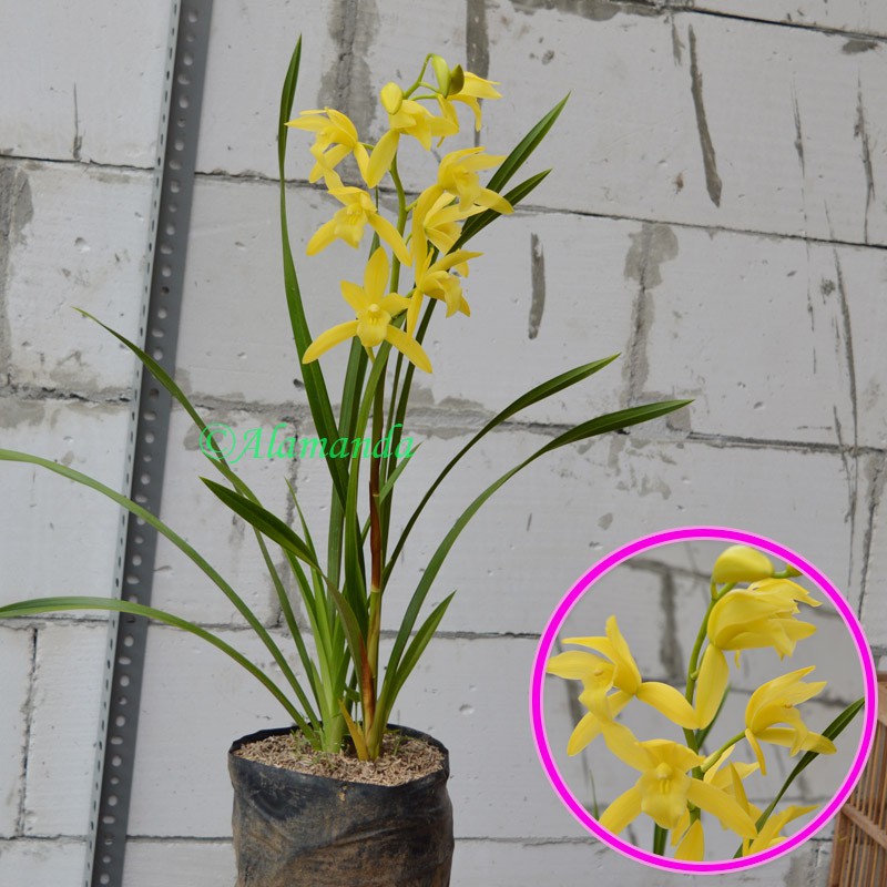 Tanaman Hias Anggrek Cymbidium Golden Boy  Shopee Indonesia