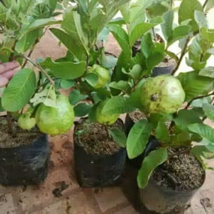 Bibit Jambu Merah Tanpa Biji Manis