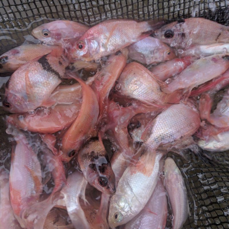 Jual bibit ikan nila merah Bangkok /mujair merah /nilaerah berkualitas