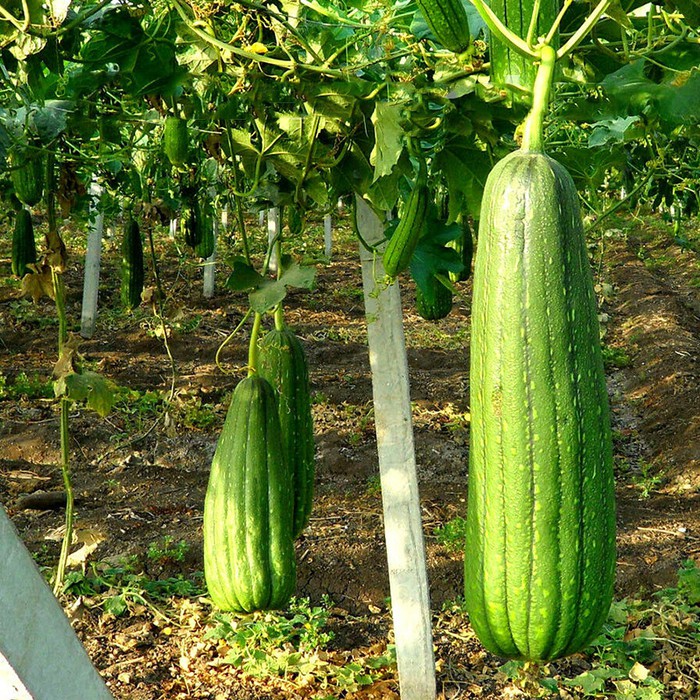 Benih Bibit Biji - Luffa / Loofah / Labu Blustru (Biji Putih) Seeds