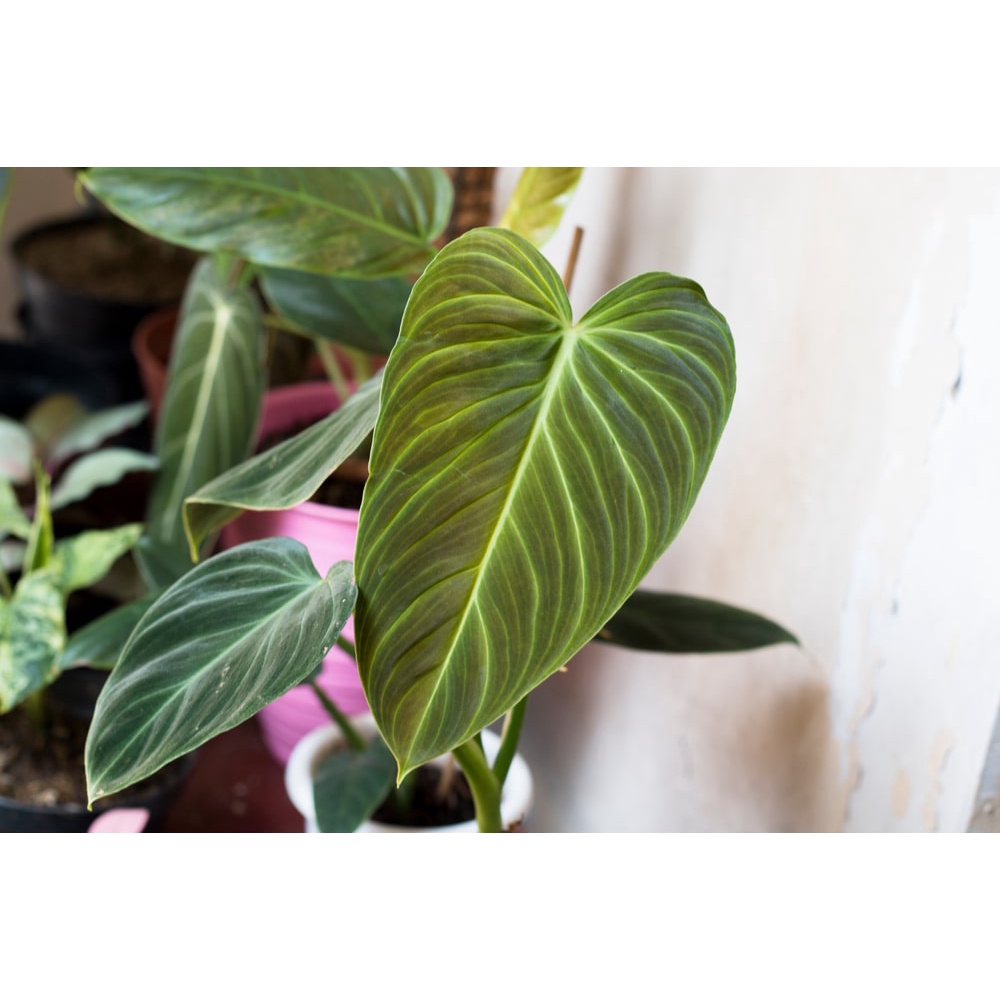 PHILODENDRON SPLENDID TANAMAN HIAS BUNGA PHILODENDRON SPLENDID MURAH