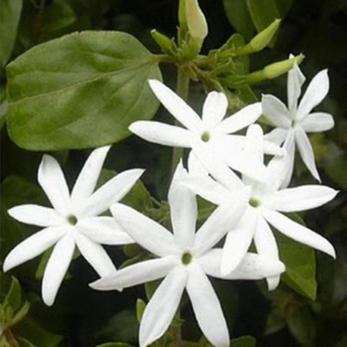 Tanaman Hias Bunga Melati Bintang / Star Jasmine - Melati Wangi