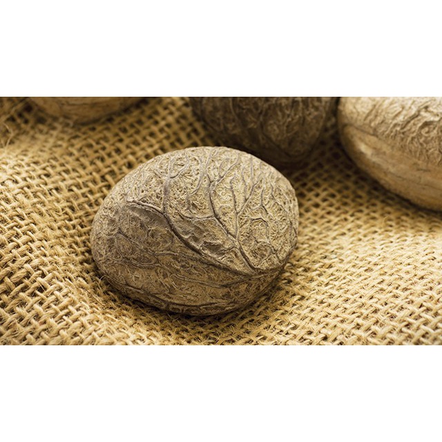 

(COD) PAKET 10KG BUAH PICUNG MUDA BELUM DI OLAH MASIH ADA BATOK FRESH