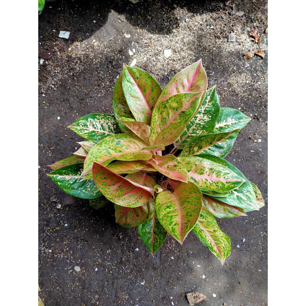 Tanaman Hias Indoor Aglaonema Aglonema Big Roy rumpun