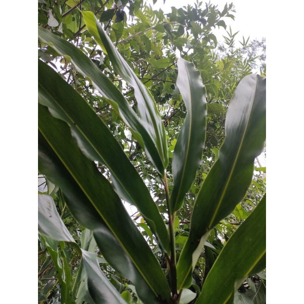 

jual daun walang rempah segar paket 500 gram