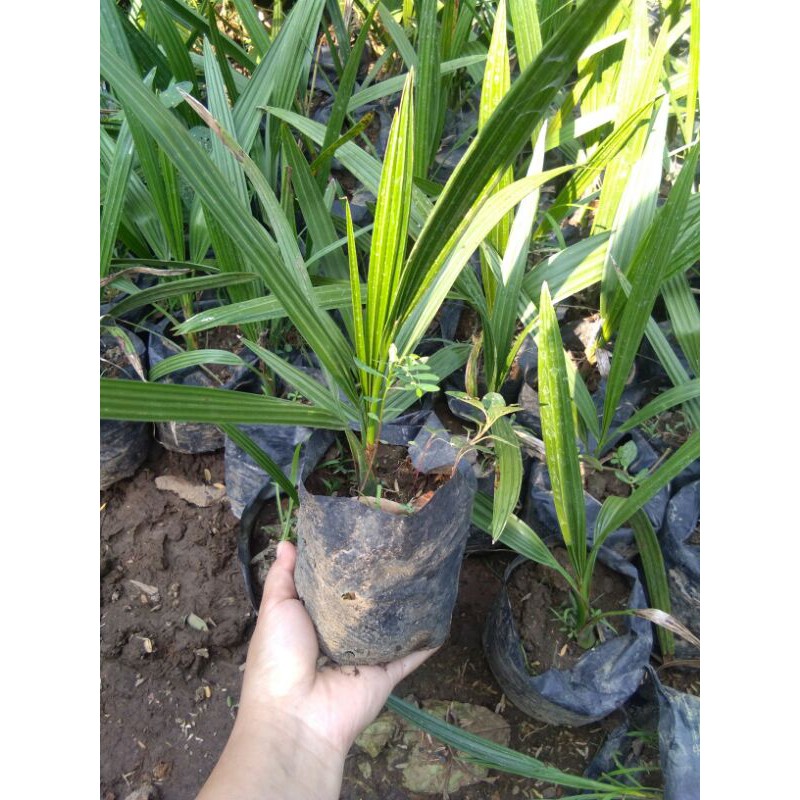 BIBIT KURMA ajwa bibit kurma merah