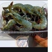 

udang vaname fresh 500gram
