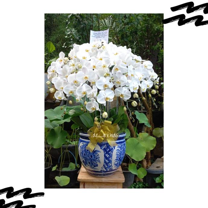 Bunga Anggrek Bulan Taiwan Rangkaian 15 Pohon Warna Putih, Pot Keramik Abadiolshop44