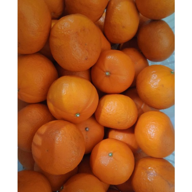 

Buah Jeruk Mandarin Wokam Impor Manis