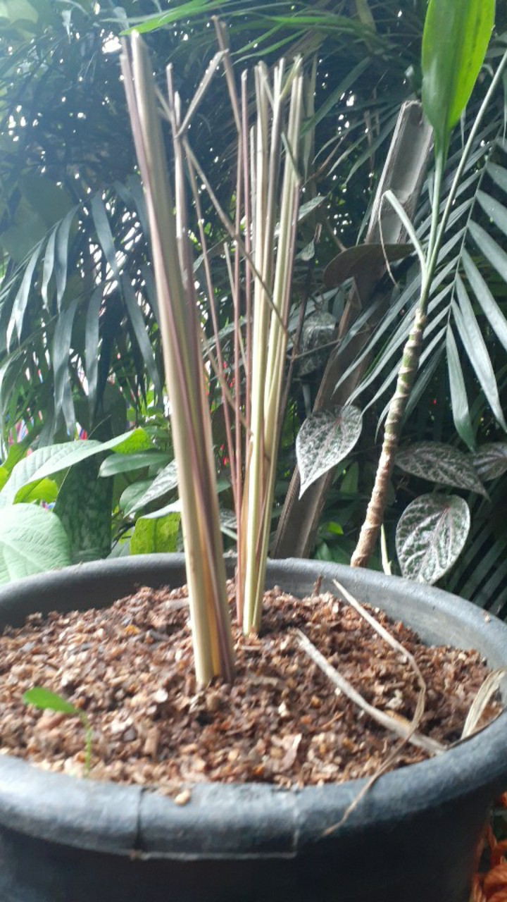 Pohon Sereh Merah