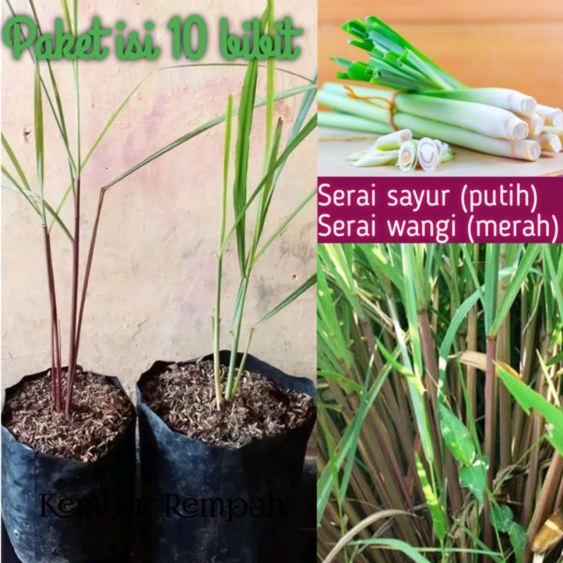 Tanaman serai paket 10 bibit siap tanam