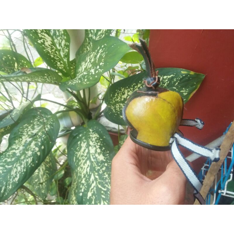 hood Elang bk/bondol