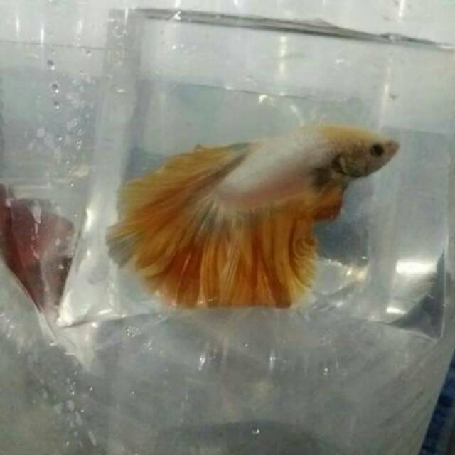 Ikan cupang halfmoon
