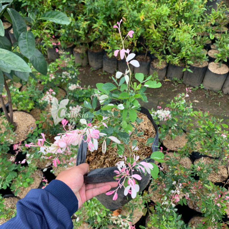 Bibit Tanaman Asam Belanda / Asam Kranji