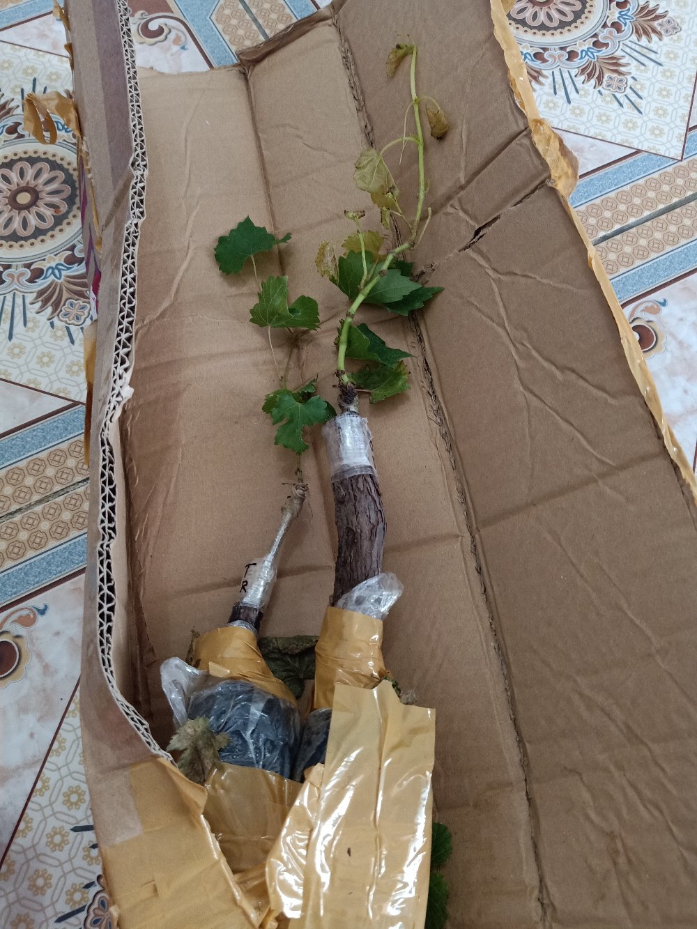 Bibit Anggur Import Beny Pizutello (grafting Asli)