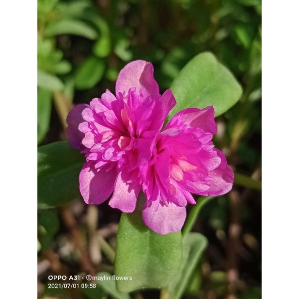 stek bunga krokot id jambul pinkys