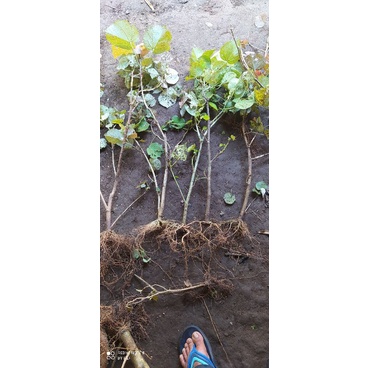 bibit waru merah murah