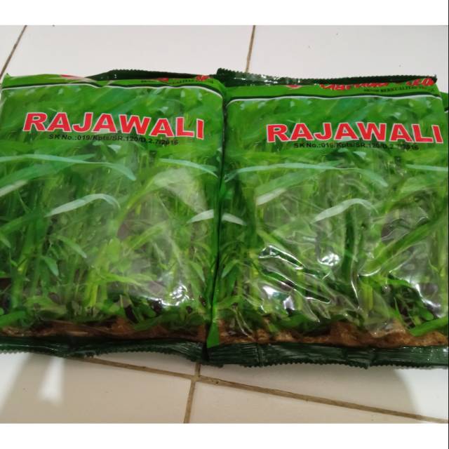 Benih Kangkung 1 kg Kangkung Kiloan Kangkung Rajawali