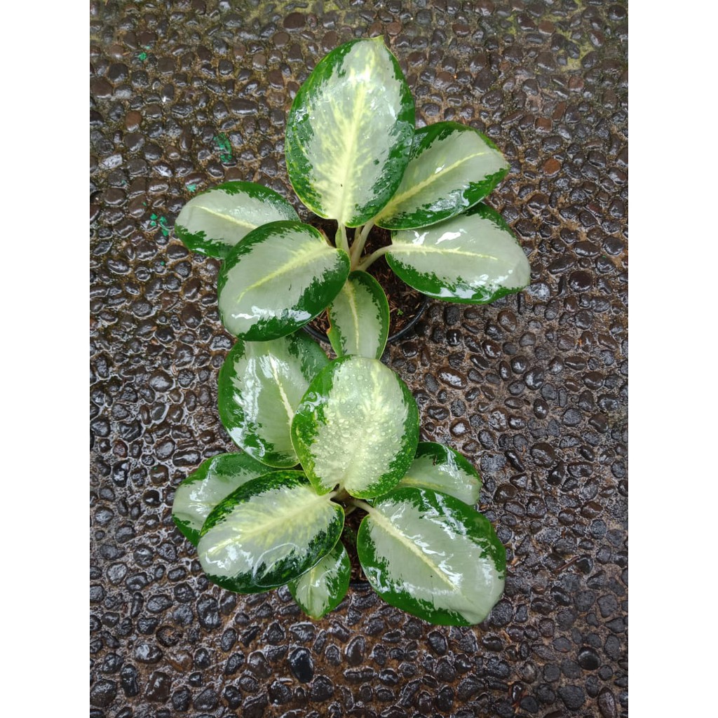 PROMO GREEN BOWL ( Tanaman Hias Aglaonema / Aglonema )