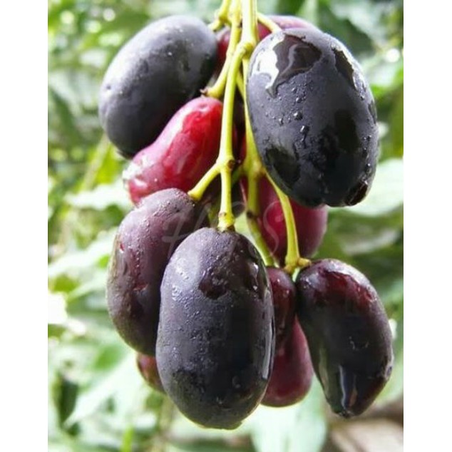 Bibit Juwet / Duwet / Jamblang Tanpa Biji