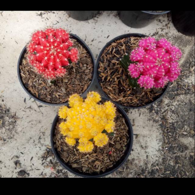 Kaktus warna warni import