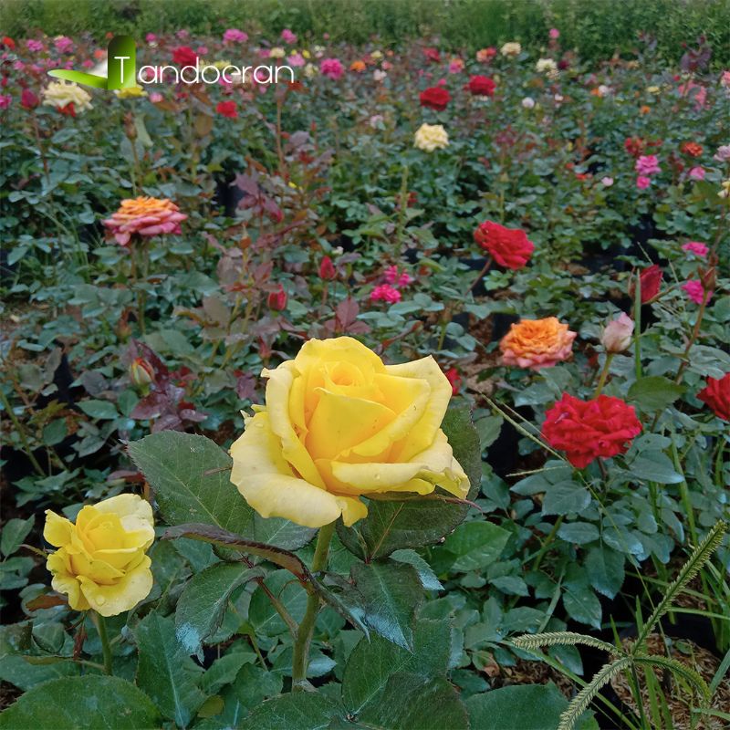 Tanaman Hias Bunga Mawar - Bunga Mawar - Tanaman Mawar Hidup - Mawar Holland