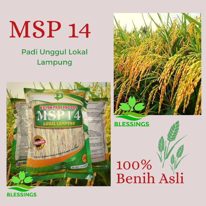 Benih Padi MSP 14 / Bibit Padi Sertani 14 Lokal Lampung