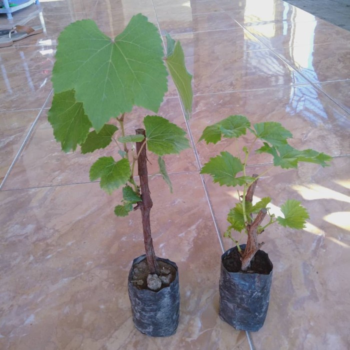 BIBIT BUAH ANGGUR IMPORT CAROLINE - BUAH ANGGUR CAROLINE