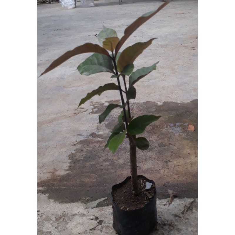 tanaman herbal daun ungu