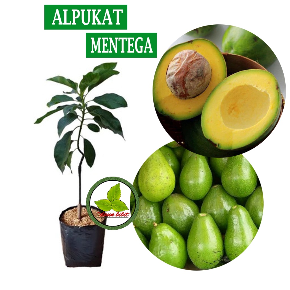 Bibit Alpukat Mentega Grafting Cepat Berbuah (Tabulampot)