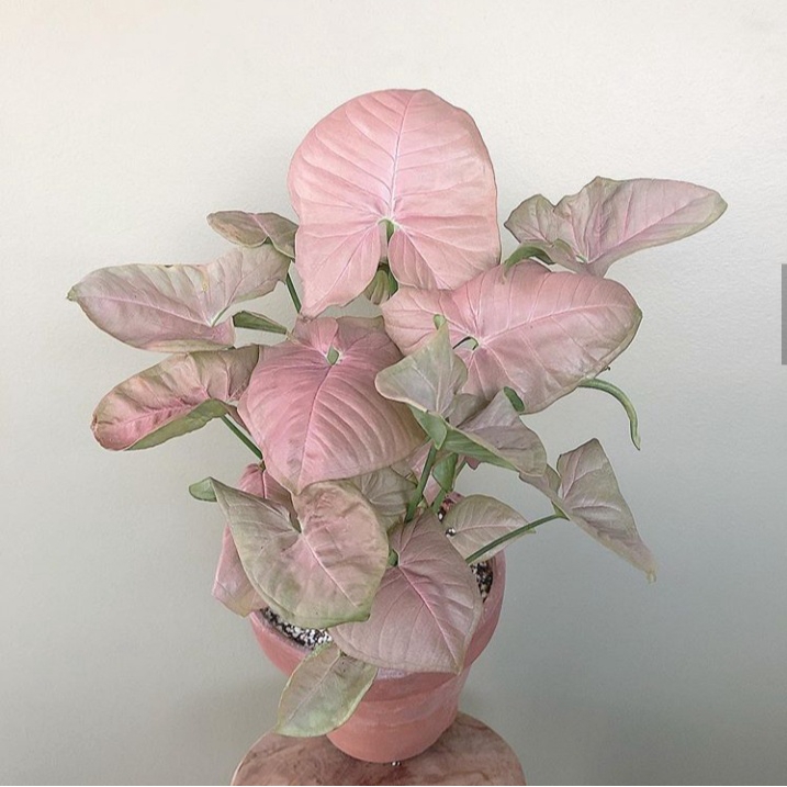 Tanaman Hias Syngoniums Pink Tanaman Hias Syngonium Pink Shopee Indonesia