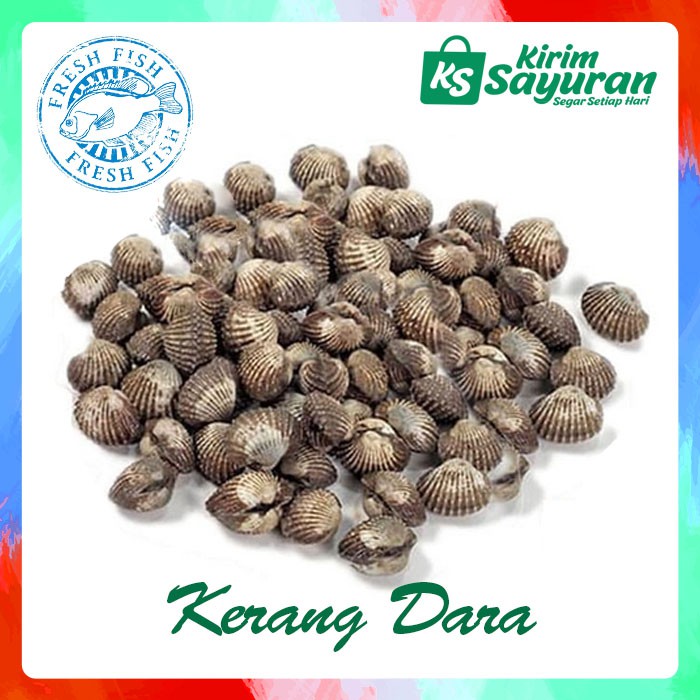 

Kerang Dara Utuh (1 kg)