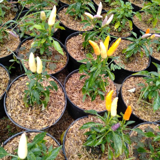 Tanaman Hias Cabe Rawit warna minim order 4 pohon @